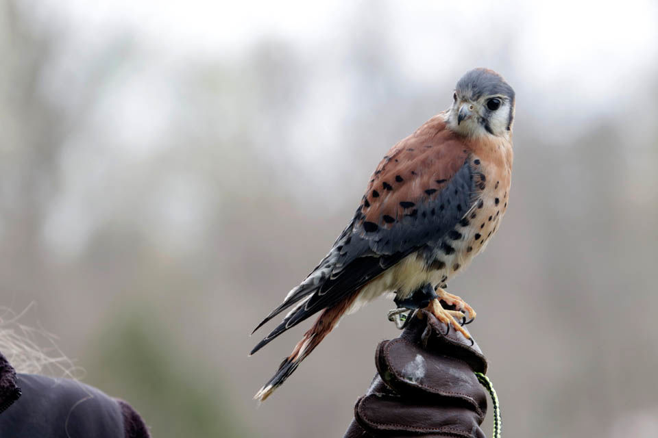 Hawk 2